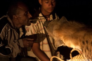 Harrar, Ethiopia -- Feeding the hyena. Wild hyenas in Eastern Ethiopia's Harrar are considered sacred. Special people feed them with raw meat at night. The tradition is now a tourist attraction, a bit elusive, but by asking not hard to find. 08 January 2009 Photo by Bikem Ekberzade