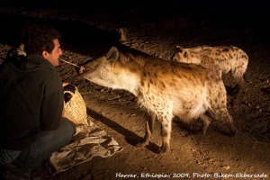 Tom feeding the hyena.